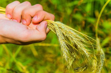 Rusya 'daki genç bir çiftçinin elinde olgun altın çavdar kulakları.