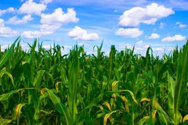 Genç yeşil mısır, Rusya 'da kolektif bir çiftlikte pitoresk yaz tarlasında