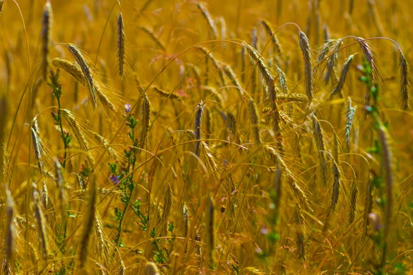 Dojrzałe Złote Uszy Żyta Zbiorowej Farmie Malownicze Pole Letnie Rosji — Zdjęcie stockowe
