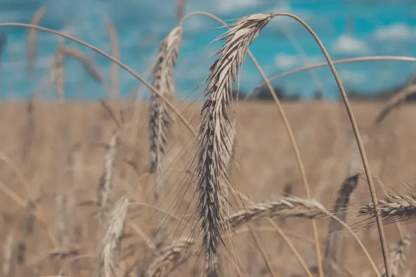 Ripe Golden Ears Rye Collective Farm Picturesque Summer Field Russia — Stock Photo, Image