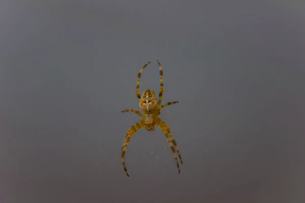 一只在网上等待食物的危险的蜘蛛 — 图库照片