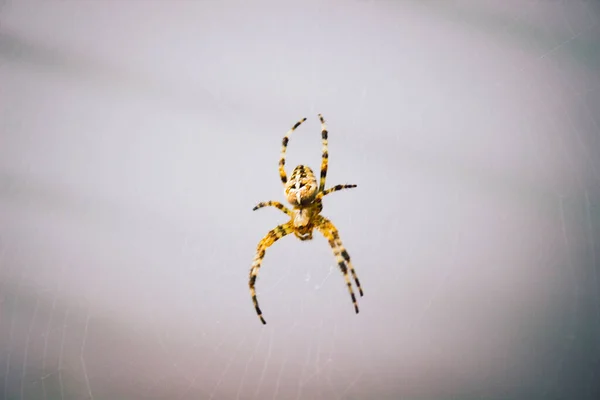Ağda Yiyecek Bekleyen Büyük Tehlikeli Bir Örümcek — Stok fotoğraf