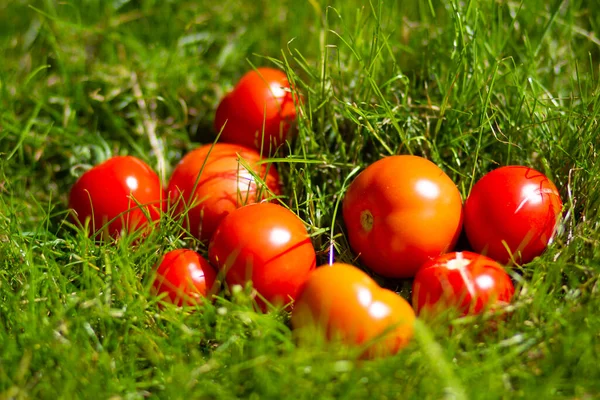 Few Ripe Juicy Red Tomatoes Green Grass Garden — Stock Photo, Image