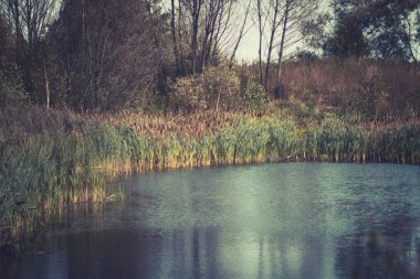Sonbaharda küçük bir gölette çamurdaki tüylü sazlıklar.