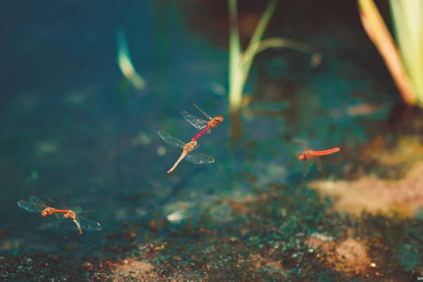 Vážky Nad Vodou Podzimním Jezírku — Stock fotografie