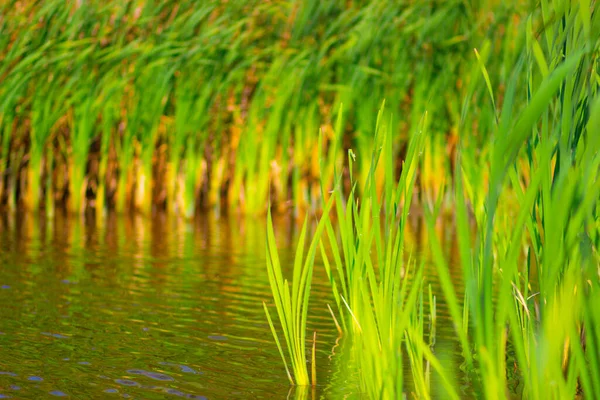 Thickets Shaggy Reeds Mud Small Pond Autumn — Stock Photo, Image