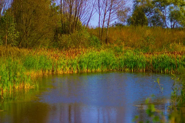 Thickets Shaggy Reeds Mud Small Pond Autumn — Stock Photo, Image