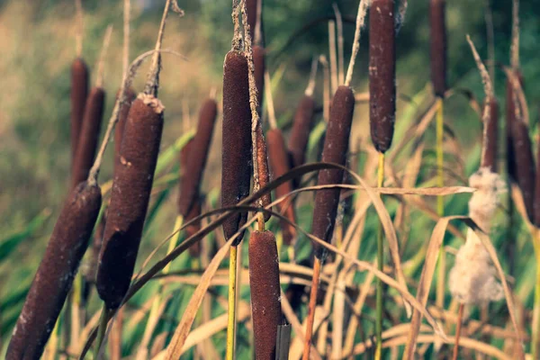 Des Fourrés Roseaux Fourrés Dans Boue Sur Petit Étang Automne — Photo