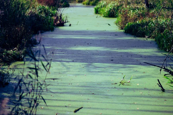 Zelená Jasně Duckweed Vodě Podzimní Řece — Stock fotografie