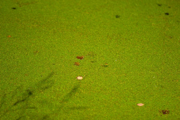 Verde Brilhante Pato Água Rio Outono — Fotografia de Stock