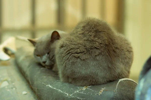 Alte Dicke Graue Katze Auf Dem Sitz Eines Motorrads — Stockfoto