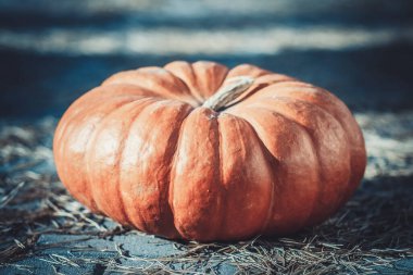 Sonbahar bahçesinde kocaman kırmızı olgun bir balkabağı