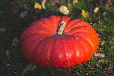 Sonbahar bahçesinde kocaman kırmızı olgun bir balkabağı