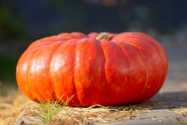 Sonbahar bahçesinde kocaman kırmızı olgun bir balkabağı