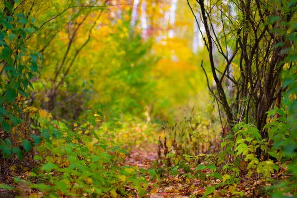 Floresta Mista Amarela Colorida Pitoresca Outono — Fotografia de Stock