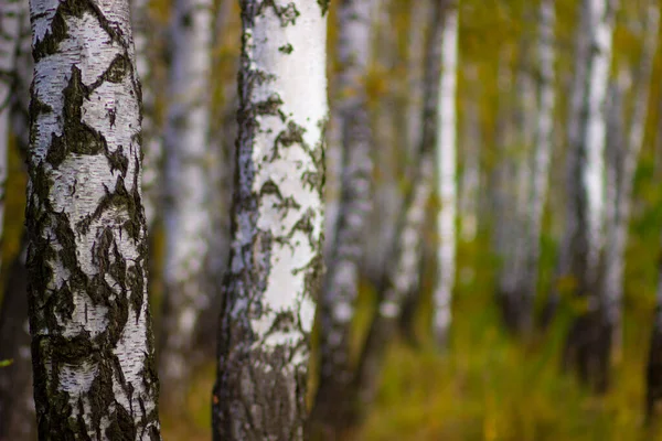 Malerischer Bunter Gelber Mischwald Herbst — Stockfoto