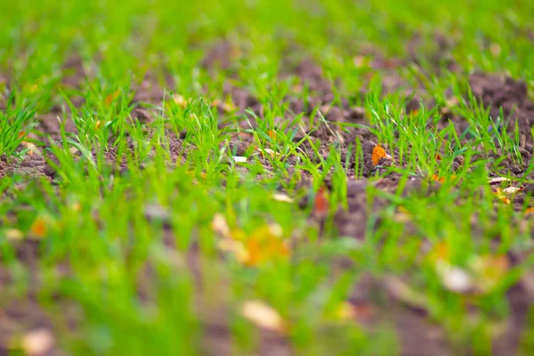 Pintoresco Campo Verde Colorido Con Cultivos Trigo Invierno Temporada Otoño — Foto de Stock