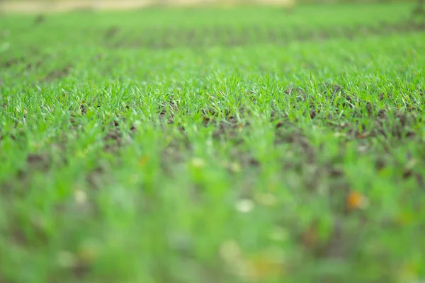 Pintoresco Campo Verde Colorido Con Cultivos Trigo Invierno Temporada Otoño — Foto de Stock