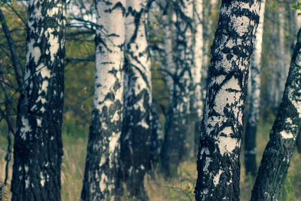 Malerischer Bunter Gelber Mischwald Herbst — Stockfoto