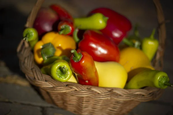 Cesta Madeira Outono Com Legumes Frescos Coloridos Maduros — Fotografia de Stock