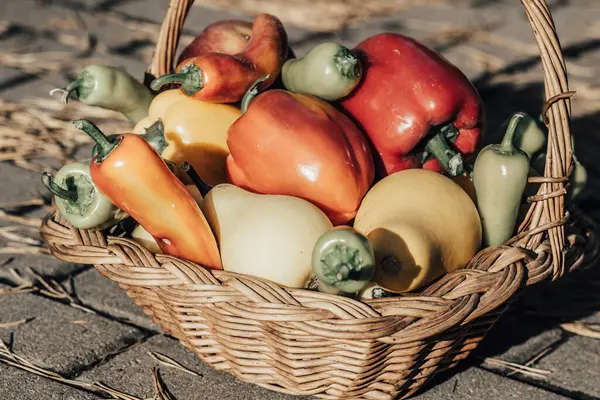 Осенняя Деревянная Корзина Спелыми Свежими Красочными Овощами — стоковое фото