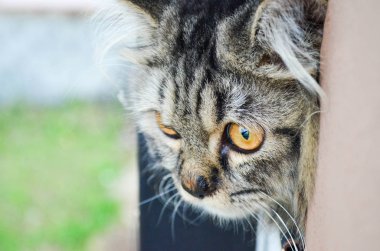 Siyah ve gri kedi bir pencere ve dik dik bir şey kenarına yakın çekim