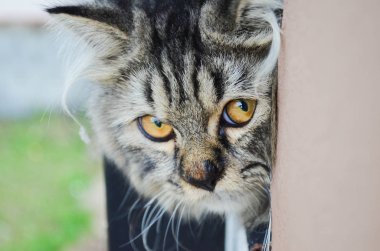 Siyah ve gri kedi bir pencere ve dik dik bir şey kenarına yakın çekim