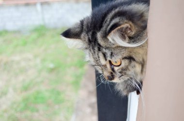Siyah ve gri kedi bir pencere ve dik dik bir şey kenarına yakın çekim