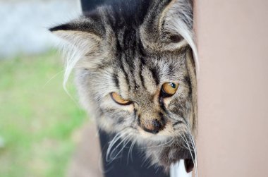 Siyah ve gri kedi bir pencere ve dik dik bir şey kenarına yakın çekim