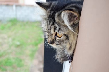 Siyah ve gri kedi bir pencere ve dik dik bir şey kenarına yakın çekim