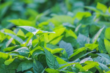 Arka plan veya duvar kağıtları veya diğer yaratıcı fikirler için uygun ışık altında closeup özellikleri yeşil yaprakları