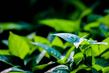 Arka plan veya duvar kağıtları veya diğer yaratıcı fikirler için uygun ışık altında closeup özellikleri yeşil yaprakları