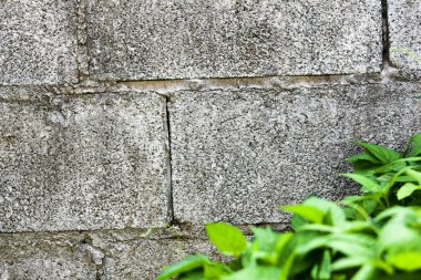 Arka plan yeşil bitki örtüsü ile tuğla duvar. Girebilirsiniz metin-ebilmek var olmak kullanılmış arka plan veya diğer görevleri olarak.