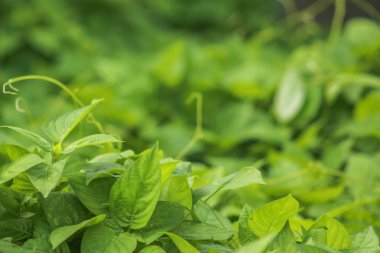 Yakın çekim özellikleri yeşil yaprakları altında arka plan veya duvar kağıtları veya diğer yaratıcı fikirler için uygun ışık