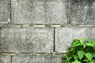 Arka plan yeşil bitki örtüsü ile tuğla duvar. Girebilirsiniz metin-ebilmek var olmak kullanılmış arka plan veya diğer görevleri olarak.