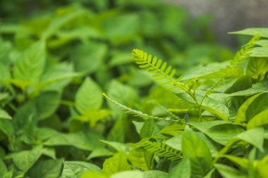 Yeşil doğanın bitkiler arka plan veya duvar kağıdı için ışık uygun altında veya yaratıcı olabilir diğer eserler de