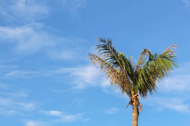 Doğal sahne Hindistan cevizi ağaçları ile açık gökyüzü Hindistan cevizi ağacı görüntünün sağ köşedeki resmin sol tarafındaki boş yapmak metin koyabilirsiniz ve arka plan veya duvar kağıtları
