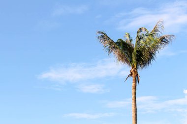 Doğal sahne Hindistan cevizi ağaçları ile açık gökyüzü Hindistan cevizi ağacı görüntünün sağ köşedeki resmin sol tarafındaki boş yapmak metin koyabilirsiniz ve arka plan veya duvar kağıtları