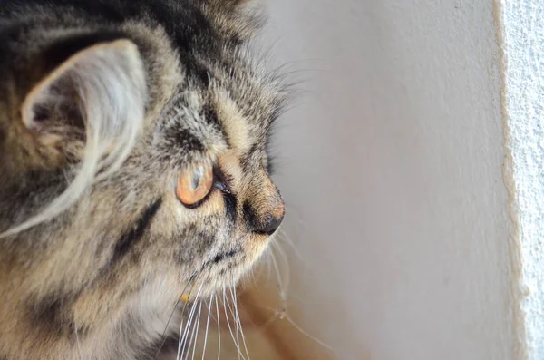 Close Head Cat Gray Hairs Looking Somethingcute Bright — Stock Photo, Image