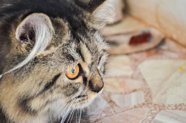 Primo Piano Testa Gatto Con Capelli Grigi Sta Guardando Qualcosacarino — Foto Stock