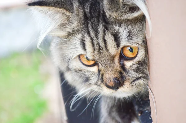 Gros Plan Chat Noir Gris Sur Bord Une Fenêtre Fixer — Photo