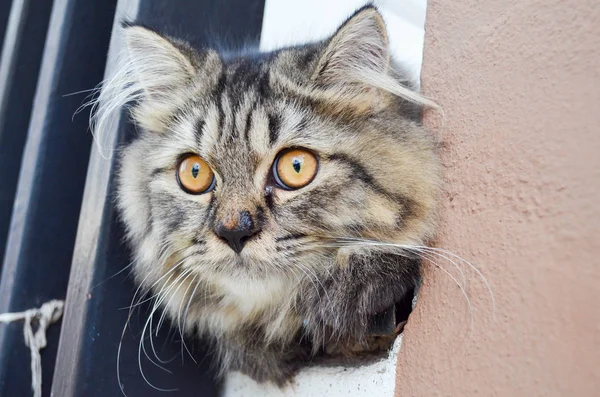 Närbild Svart Och Grå Katt Utkanten Ett Fönster Och Stirra — Stockfoto