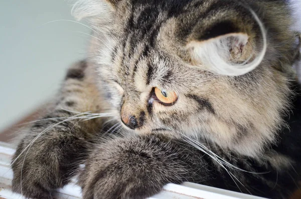 Primo Piano Gatto Nero Grigio Sul Bordo Una Finestra Fissare — Foto Stock