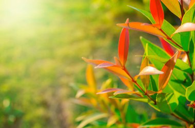 Yakın çekim yeşil ve kırmızı ışık güneş ışığı arka plan parlak bulanık bırakır. güzel duvar kağıdı veya arka plan tasarlamak.