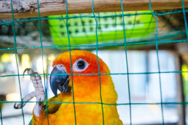 Close Parrot Cagenatural View Colorful Parrot Island Steel Cage — Stock Photo, Image