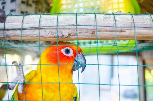 カラフルなオウムの Cagenatural ビューでオウムのクローズ アップ スチール製ケージ — ストック写真