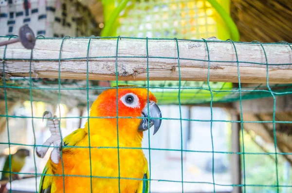 Close Parrot Cagenatural View Colorful Parrot Island Steel Cage — Stock Photo, Image