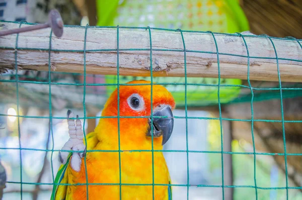 Zbliżenie Papuga Widoku Cagenatural Kolorowa Papuga Wyspa Jest Steel Cage — Zdjęcie stockowe