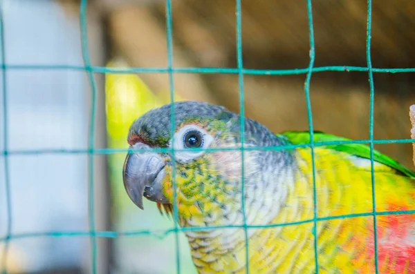 Cagenatural Görünümünde Renkli Papağan Papağan Close Adanın Çelik Bir Kafese — Stok fotoğraf