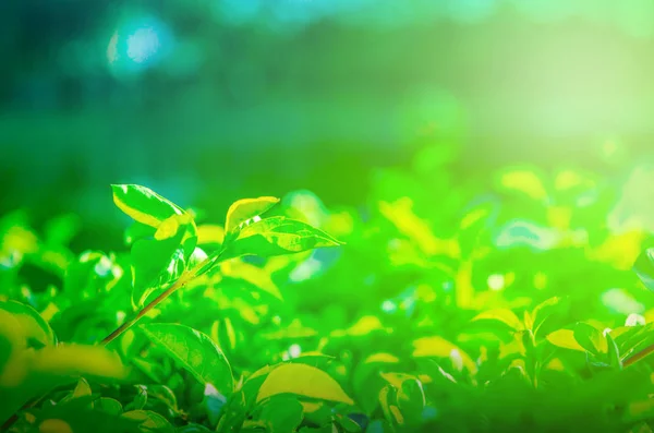 Close-up view of natural green foliage with light fairy lights.Suitable for wallpapers or backgrounds. You can do other tasks.